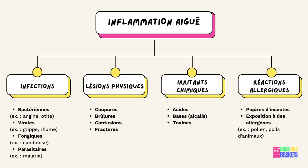 Schéma des inflammations aiguës